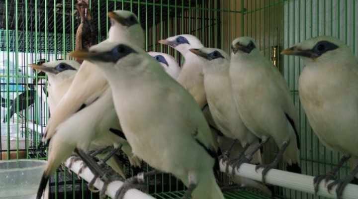anakan-burung-jalak-bali-bersertifikat-resmi-bksda-6252683
