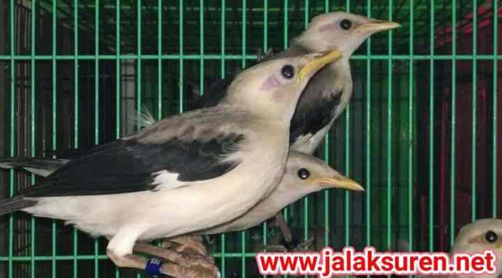 anakan-burung-jalak-putih-2096645