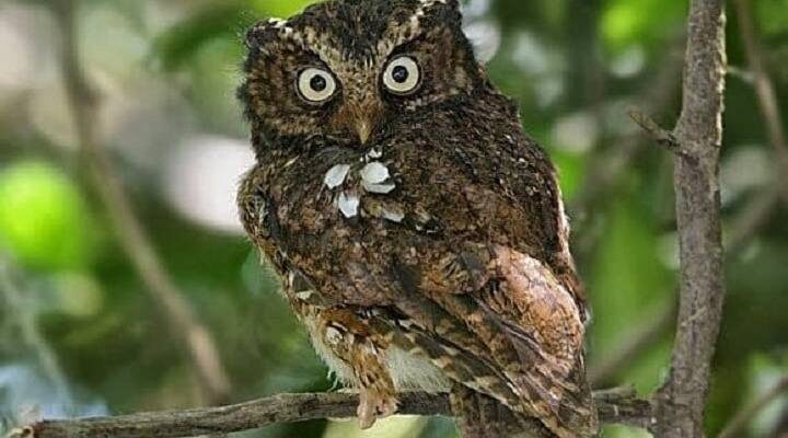 celepuk-gunung-1-1524735