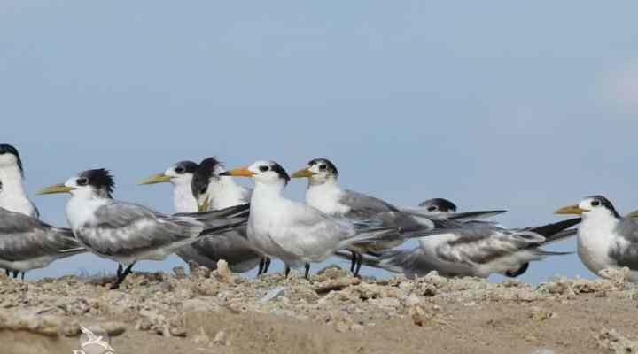 dara-laut-cina-4974880