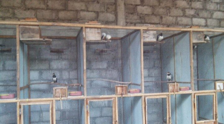 kandang-ternak-untuk-burung-jalak-suren-dan-burung-jalak-putih-2056574