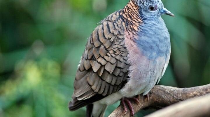 perkutut-lurah-3121077