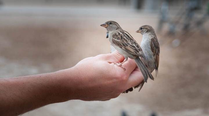 bird-818045_960_720-4348338