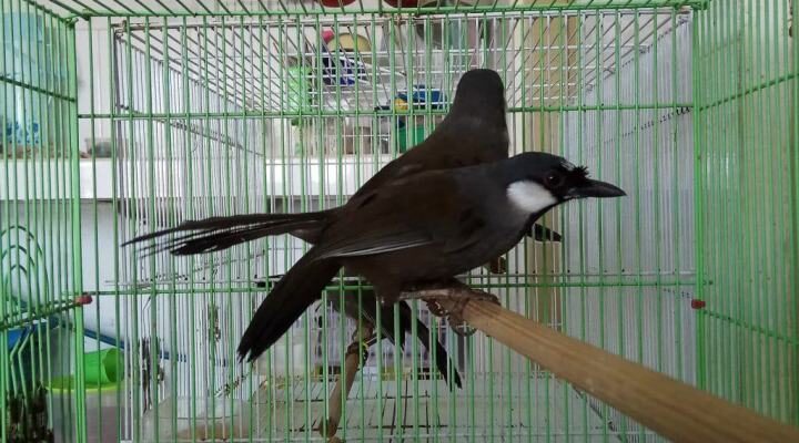 poksay-hongkong-3269893