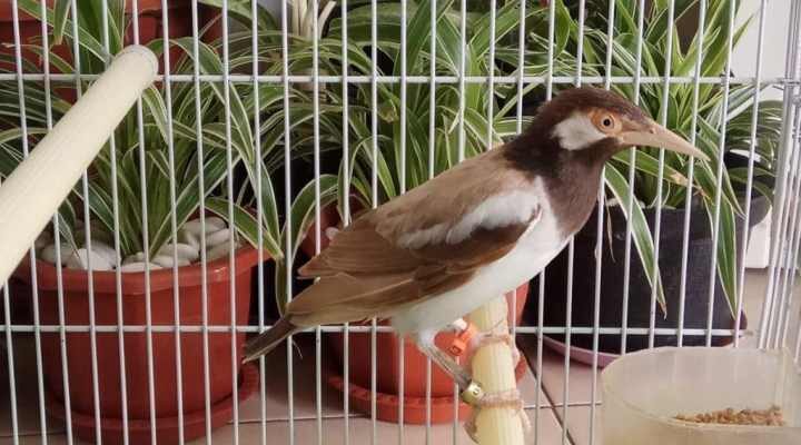 burung-jalak-suren-albino-3-6651526