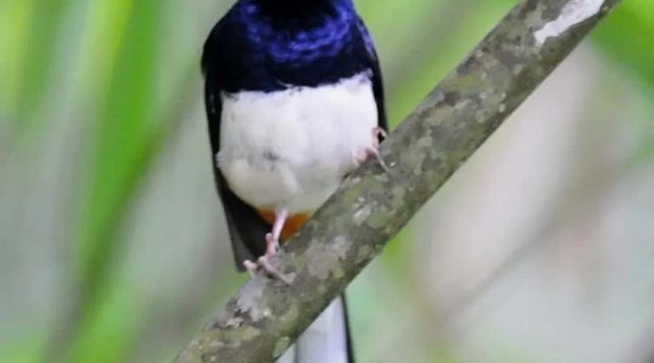 leher-murai-batu-1-5454600