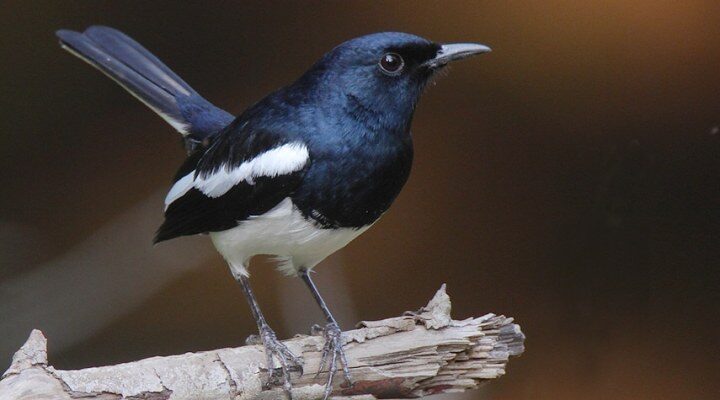 oriental-magpie-robin-9448244