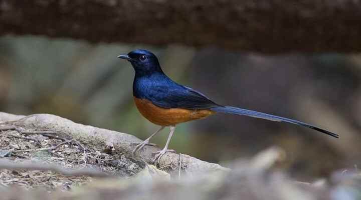 th08505b-white-rumped-shama-copsychus-malabaricus-khao-yai-thailand-jan-2011-l-4730051