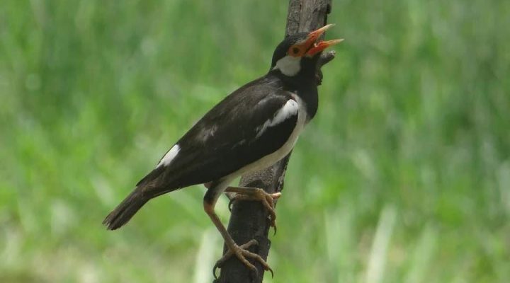 pied-myna-385273_960_720-3411873