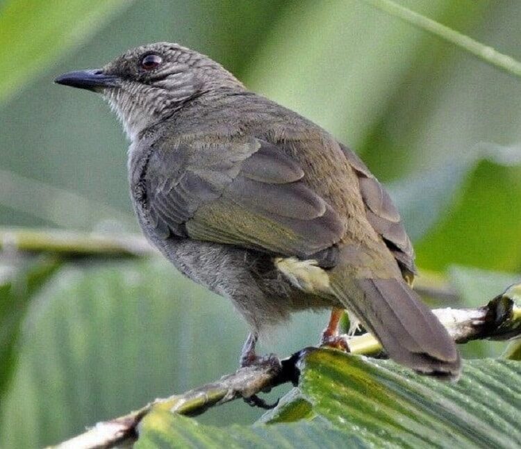 burung-brinji-kelabu-2537558