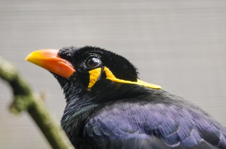 ciri-burung-beo-betina-dewasa-1039828