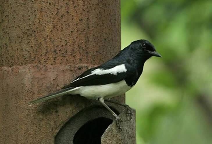 ranjau-bola-untuk-kacer-9749126