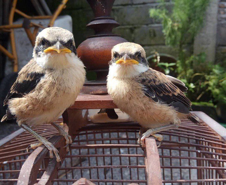 6-langkah-cara-merawat-cendet-madura-dengan-baik-dan-benar-4356329