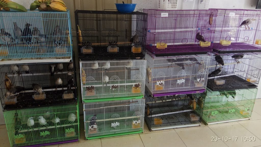 burung-jalak-hongkong-2-9728677