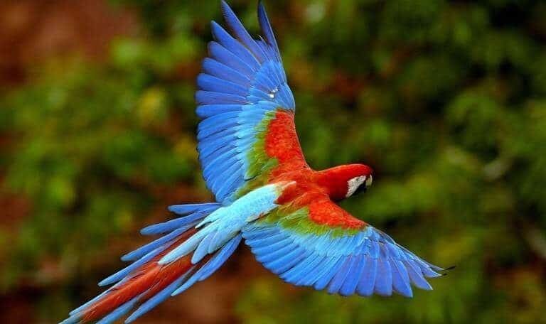 burung-macaw-e1487833044306-7595406