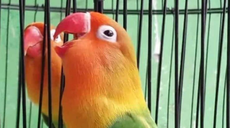 cara-bikin-lovebird-ngekek-mangap-8856174