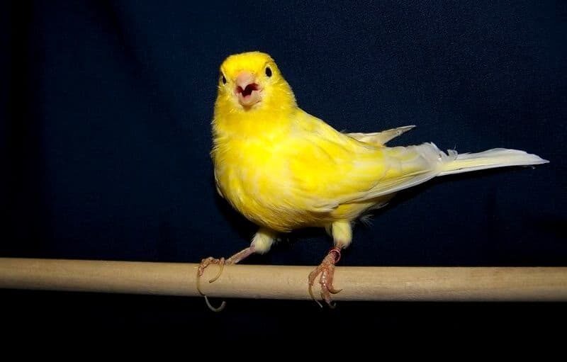 cara-membuat-kenari-nagen-satu-titik-dengan-terapi-tangkringan-kawat-7262718