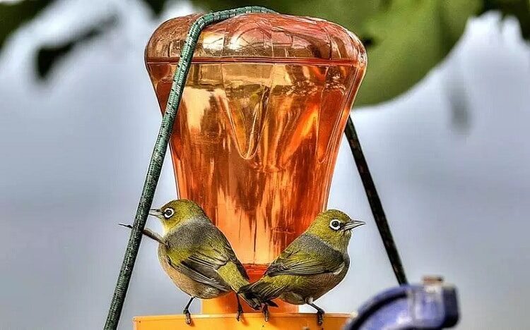 cara-membuat-racikan-nektar-untuk-pleci-dan-cara-pemberiannya-1680417