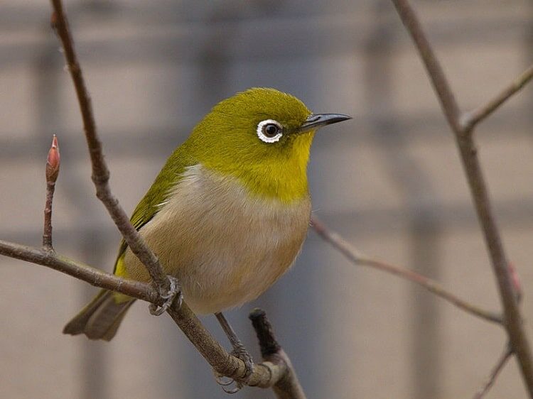 cara-mengobati-burung-pleci-mencret-7064244