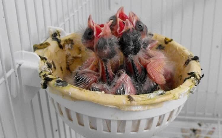 cara-merawat-kenari-baru-menetas-1171937