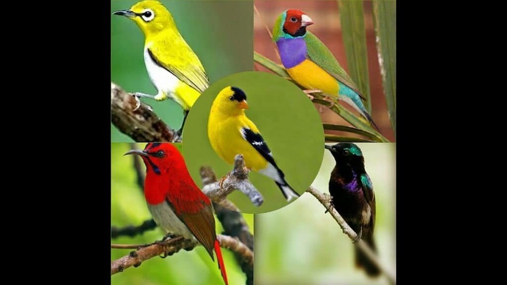 inilah-8-macam-burung-kicau-termerdu-untuk-dipelihara-8086976