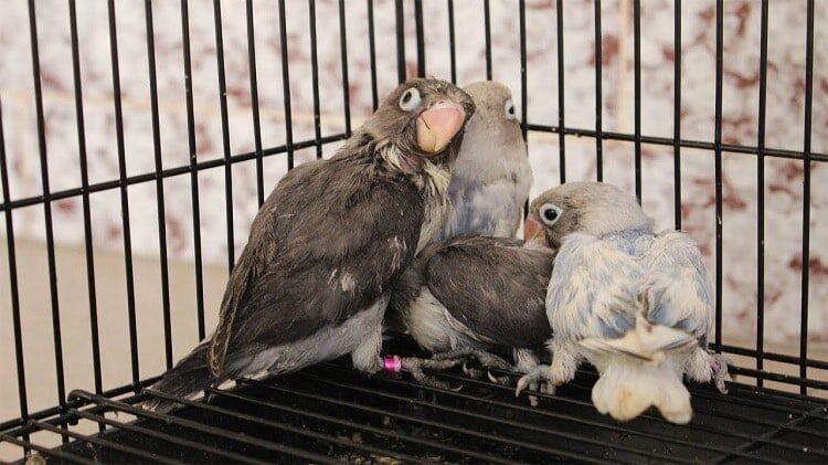 inilah-cara-memasang-ring-anakan-lovebird-usia-1-3-minggu-6554311