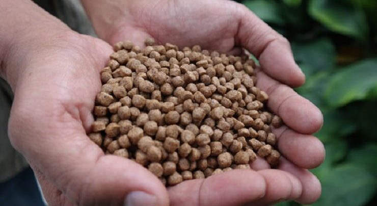 manfaat-pelet-lele-untuk-burung-cendet-2003166