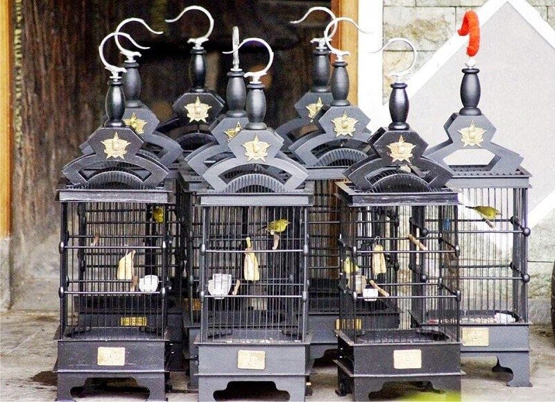 mempersiapkan-kandang-pleci-untuk-lomba-agar-rajin-bunyi-dan-prima-3584146