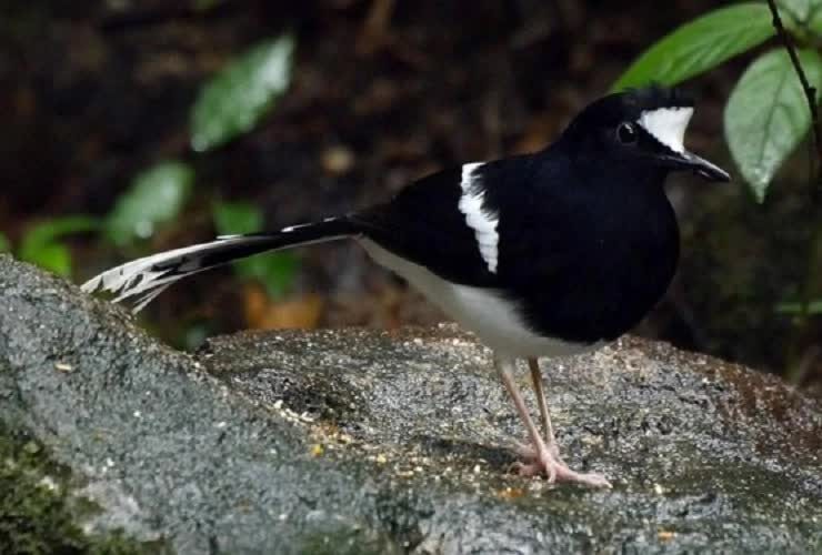 mengenal-lebih-dekat-seperti-apa-ciri-khas-burung-kacer-air-5084419