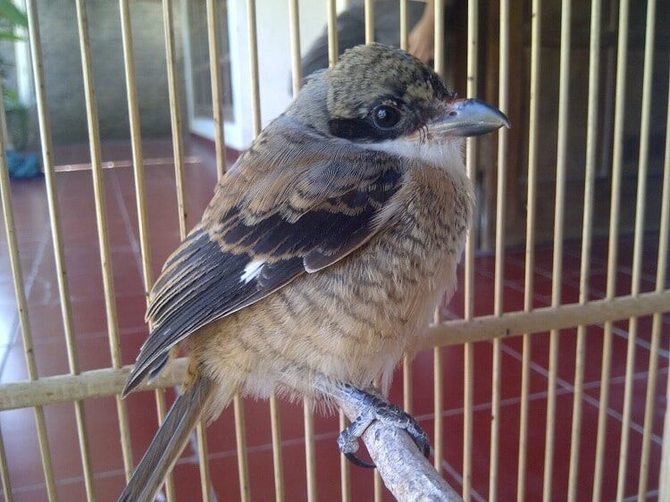 mengetahui-penyebab-dan-cara-mengatasi-cendet-sering-mbalon-4224694