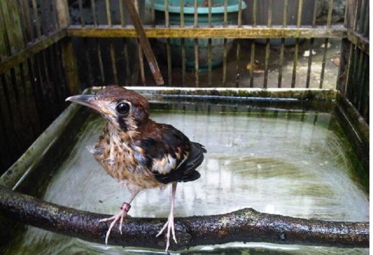 pemandian-anis-kembang-4110245