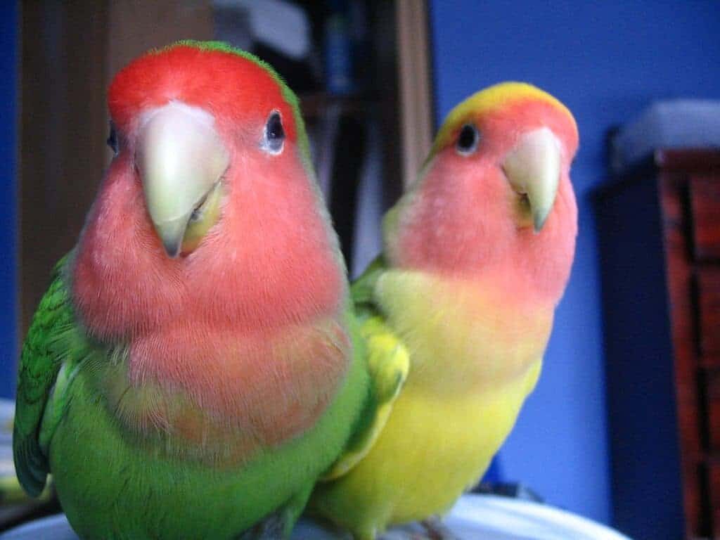 penyakit-zoonosis-lovebird-7051063