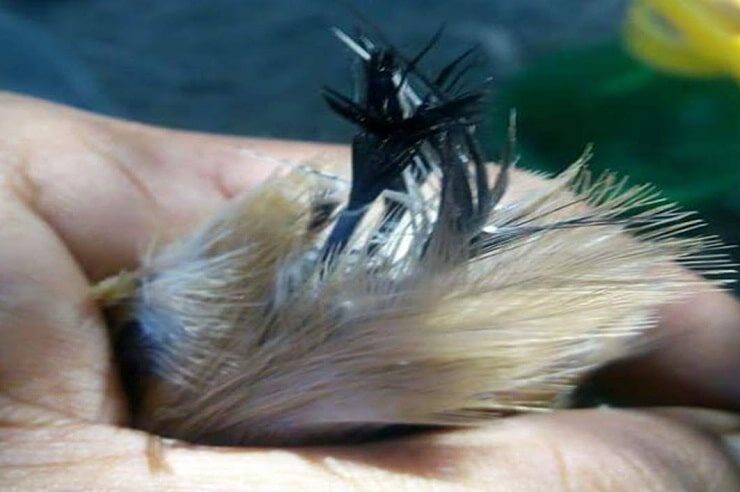 penyebab-dan-cara-mengatasi-cendet-ciak-ekor-paling-efektif-1589947