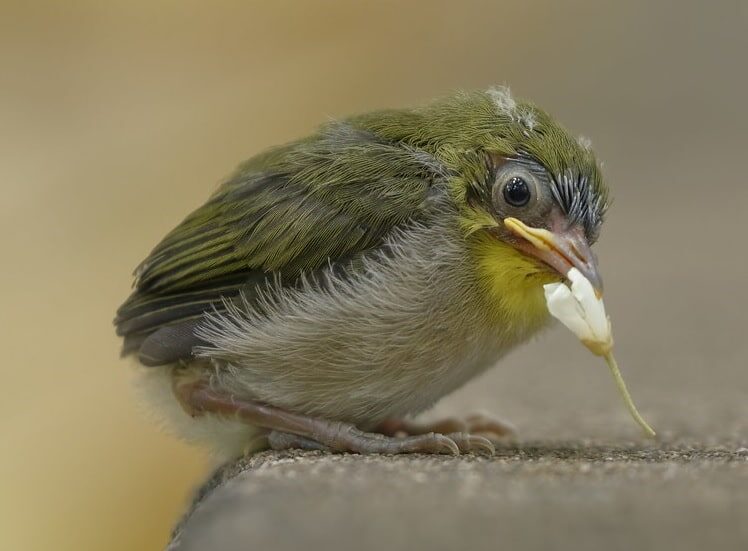 perilaku-burung-pleci-jepang-2478191