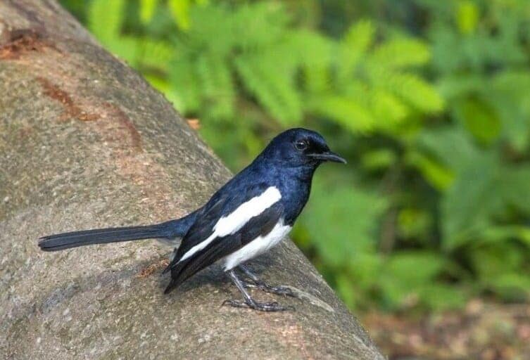 proses-mabung-burung-kacer-dan-perawatannya-9895408