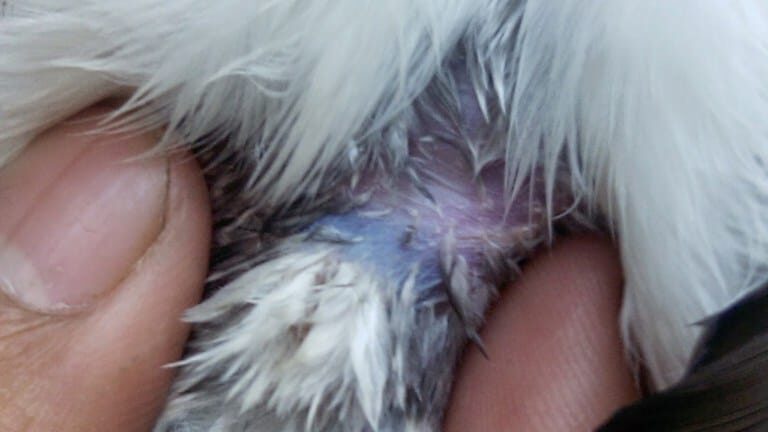 tanda-biru-jalak-suren-jantan-5429626