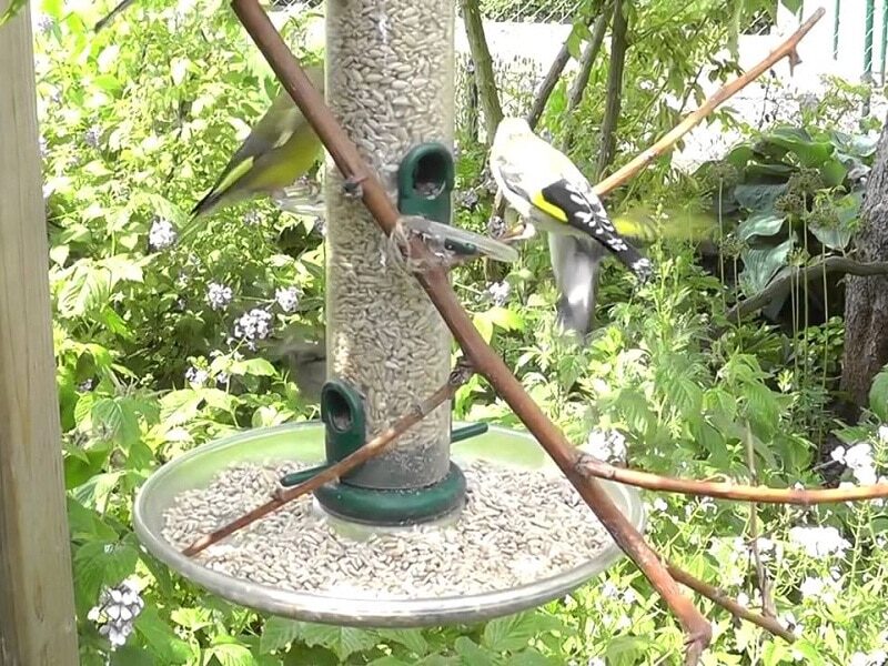 top-6-cara-membuat-jebakan-burung-sederhana-dan-mudah-8650344