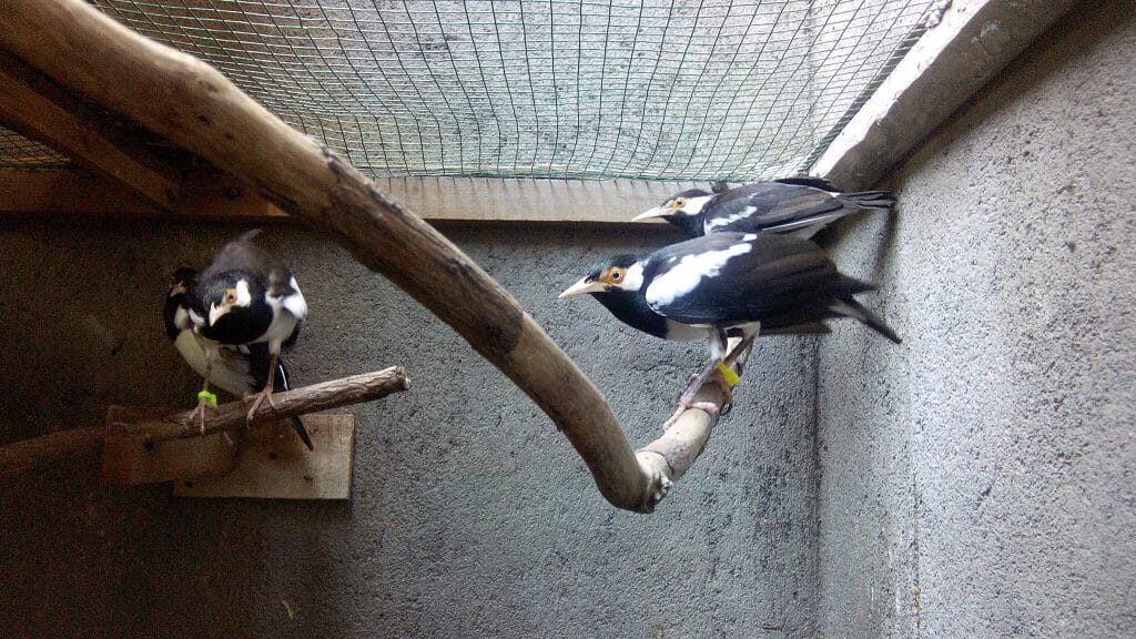 burung-jalak-suren-9943807