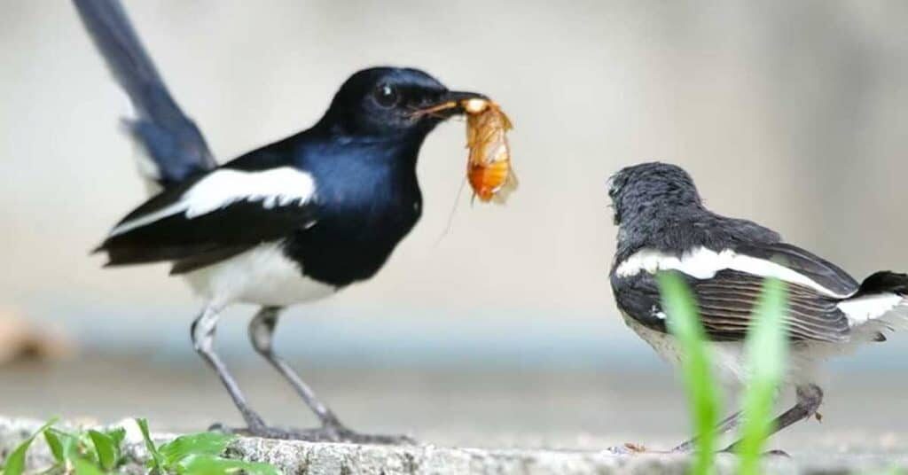 makanan-burung-kacer-1450072