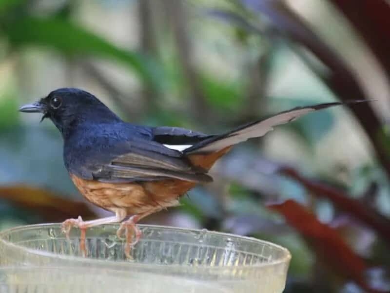 800px-white-rumped_shama_smtc-1356226