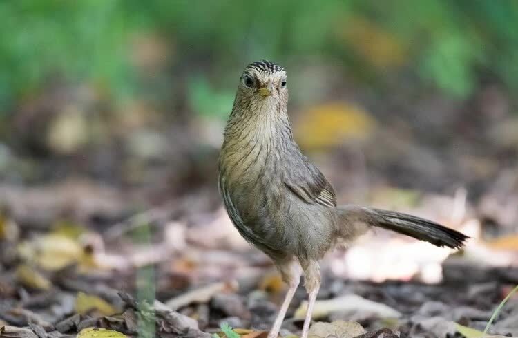 burung-hwamei-taiwan-5976529