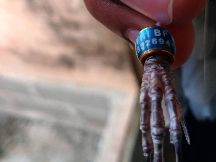 cara-melepas-ring-pada-kaki-burung-3345793