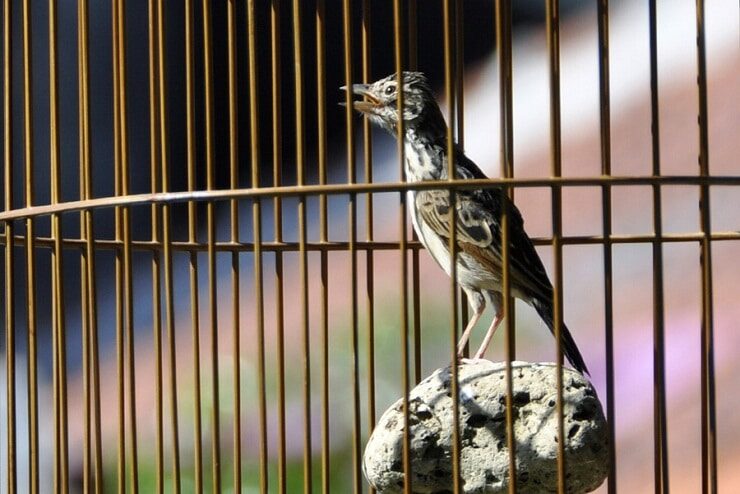 cara-memantapkan-burung-branjangan-dalam-gantangan-1913737