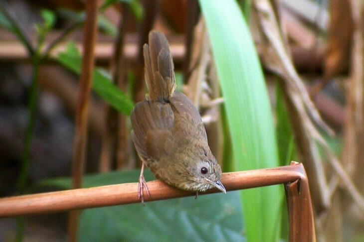 mengetahui-ciri-khas-burung-hwamei-mini-dengan-suaranya-yang-gacor-4514846