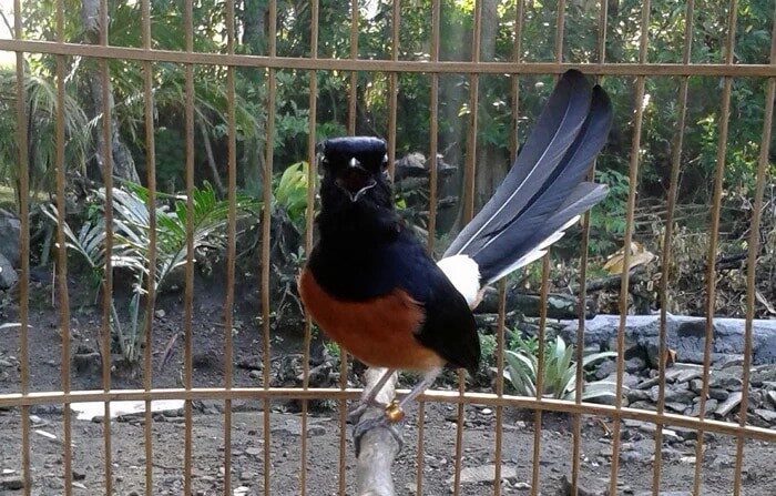 murai-batu-kurang-ngotot-inilah-penyebab-dan-cara-mengatasinya-8541873