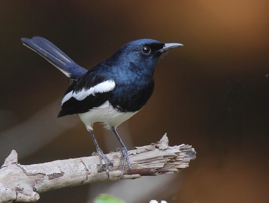 oriental-magpie-robin-1092558
