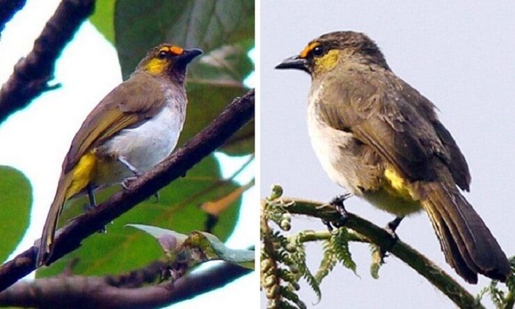 perbedaan-cucak-wilis-jantan-dan-betina-beserta-perawatannya-6224020