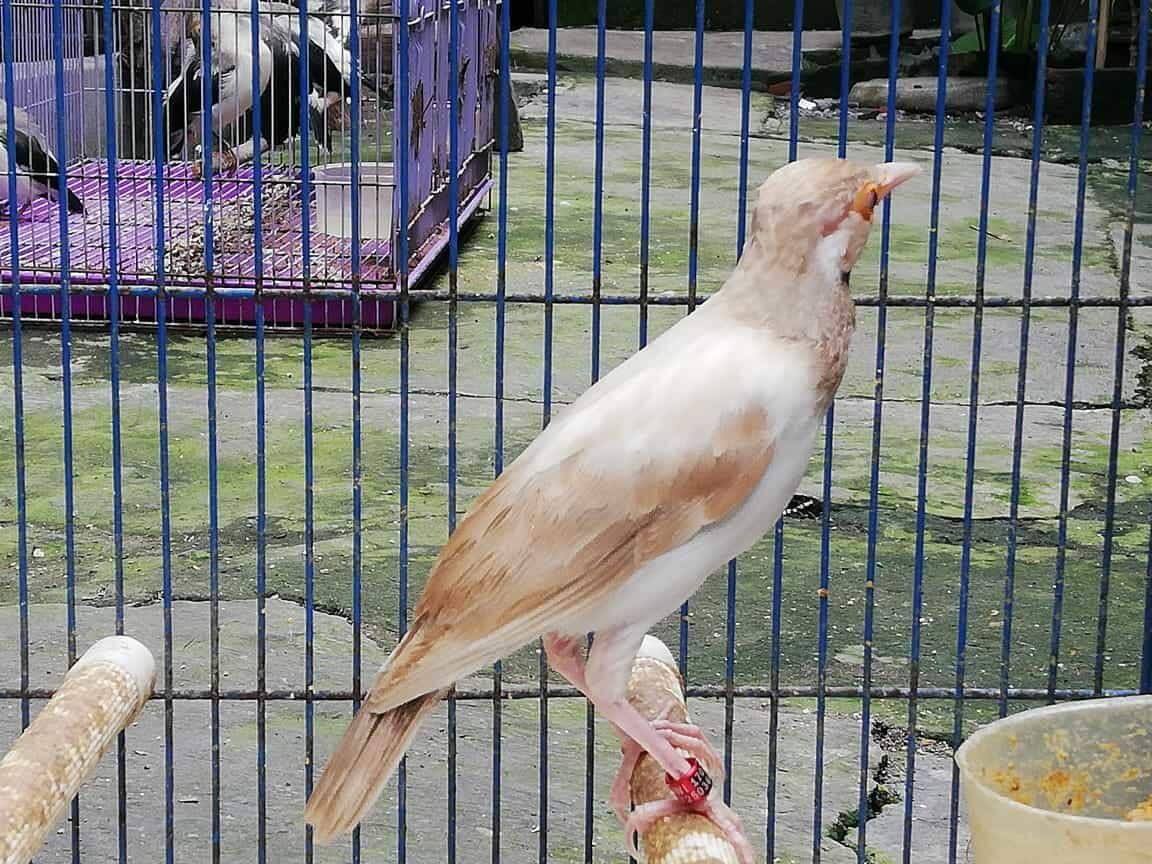 jalak-suren-albino-3012847