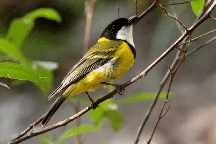 burung-kancilan-emas-4683403