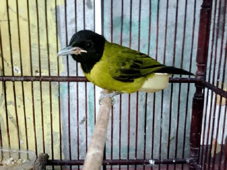 cara-menangkarkan-burung-samyong-agar-berhasil-5490151